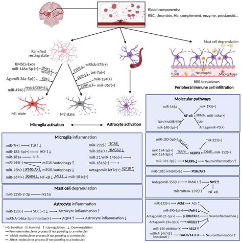 Frontiers Micrornas Modulate Neuroinflammation After Intracerebral