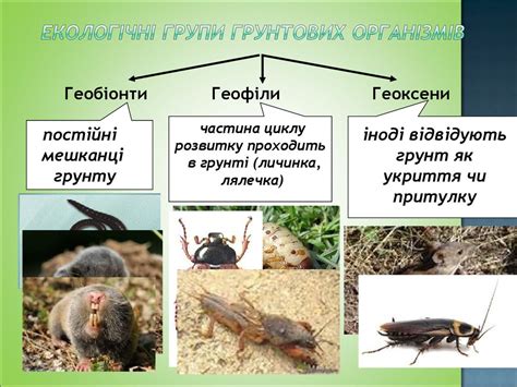 Ґрунтове середовище життя . Пристосування організмів до життя у ґрунті ...