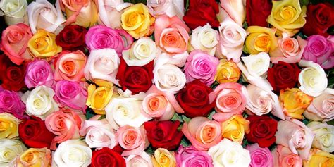 Signification Des Roses Langage Des Roses Symboles Et Couleurs