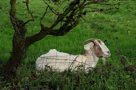 Goat Mullanatoomog Kenneth Allen Cc By Sa Geograph Britain