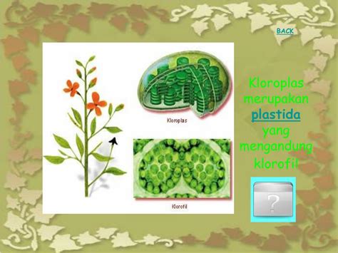 PPT IDENTIFIKASI ORGANEL SEL HEWAN DAN TUMBUHAN PowerPoint