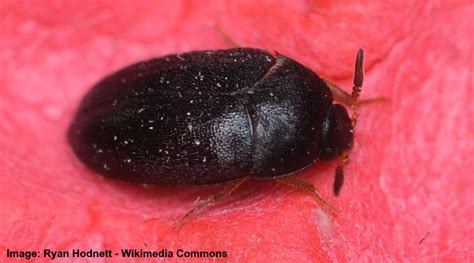 Types Of Black Bugs With Pictures Identification Guide