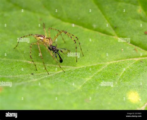 Lynx Spider Oxyopidae On Leaf Hi Res Stock Photography And Images Alamy