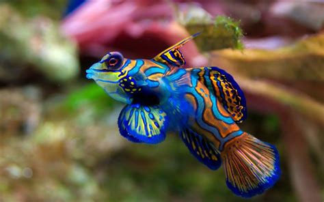 🔥 [50+] Exotic Animal Wallpapers | WallpaperSafari