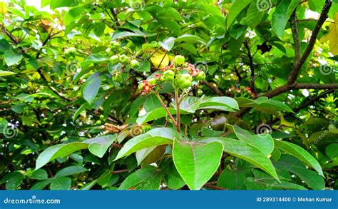 Jatropha Gossypiifolia Ellyache Bush Shrub Fruits Leave Stock Photo