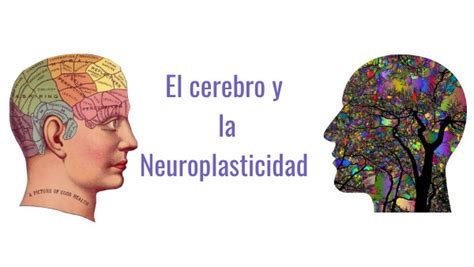 T R El Cerebro Y La Neuroplasticidad