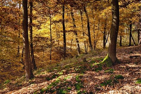 The Oak Tree Forest Stock Photo - Image: 34883950