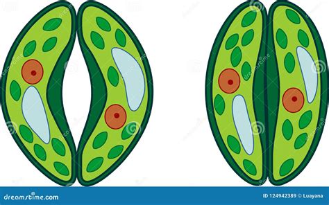 Guard Cells Of Stoma Cartoon Vector | CartoonDealer.com #124942389