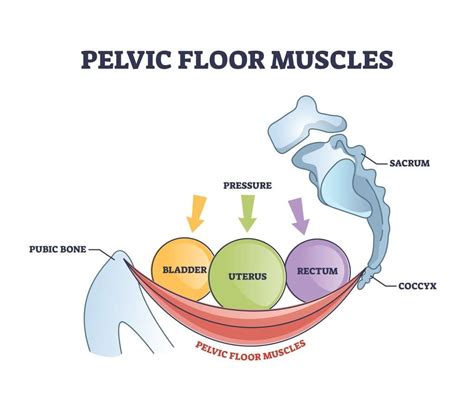 What Does A Pelvic Floor Physiotherapist Do For Pelvic Floor Dysfunction