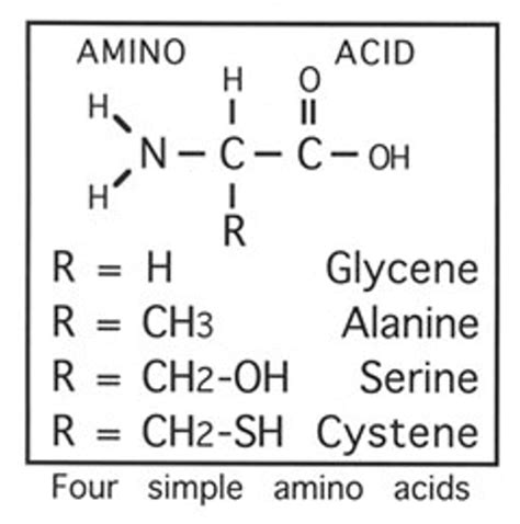 Diagram Essential Amino Acids Diagram Mydiagramonline