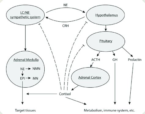 2 The Pathways And Interactions Of The Neuroendocrine And Endocrine