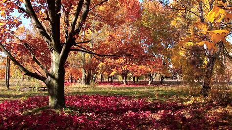 beautiful autumn amazing beautiful trees stock footage sbv