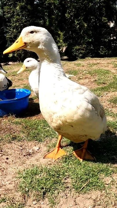 Quack Tastic Duck Bathing Splashing Fun In A Water Bowl Youtube