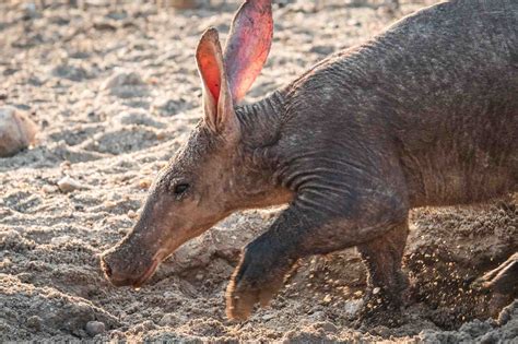 Aardvark Orycteropus Afer Lifestyle Diet And More Wildlife