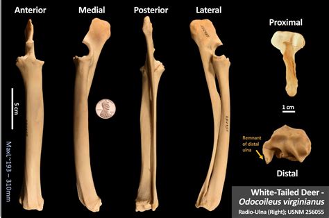 White Tailed Deer Radius OsteoID Bone Identification