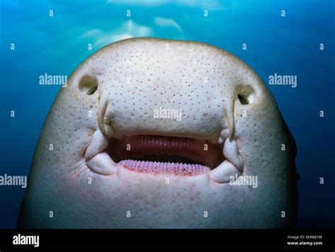 Ampullae of lorenzini hi-res stock photography and images - Alamy