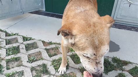 Video Valsusa Chi Vuole Adottare Il Cane Jessy Al Canile Cento Code