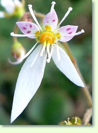 Saxifraga richtig pflegen - Pflanzenfreunde.com