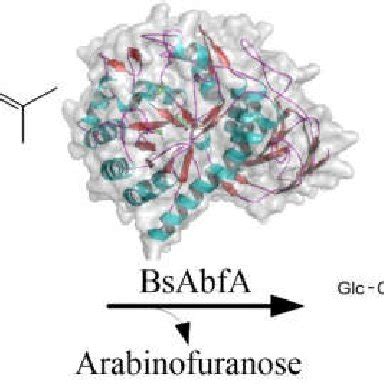 Proposed Biotransformation Pathway Of Ginsenoside Rc Into Rd By Bsabfa