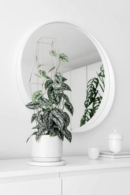 Premium Photo Modern Houseplants