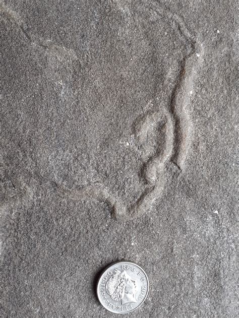 Worm Fossil - Fossil ID - The Fossil Forum