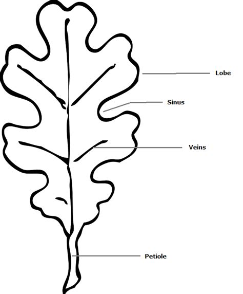 Oak Leaf Drawing At Explore Collection Of Oak Leaf Drawing