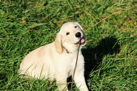 Saiba Porque Seu Cachorro Come Grama Tribuna Pr Paran Online