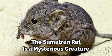 Sumatran Rat Spiritual Meaning, Symbolism and Totem (2024)