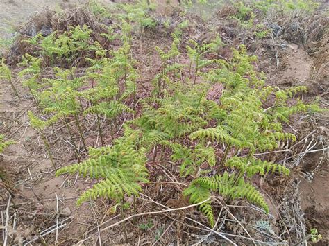 山野寻奇——蕨菜 中国自然保护区生物标本资源共享平台