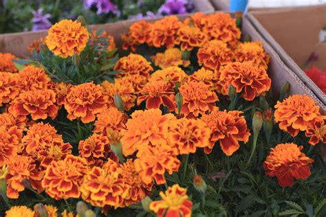 Growing Annuals In Zone 9 Learn About Annual Flowers