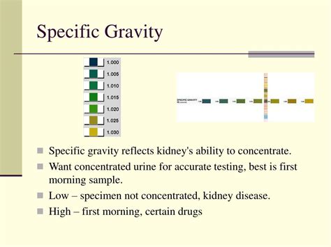 What Is Normal Specific Gravity Reading For Urine at Terry Comer blog