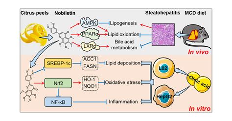 Nobiletin Ameliorates Hepatic Lipid Deposition Oxidative Stress And