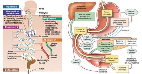 Physiology of Human Digestion