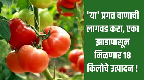 टोमॅटो लागवड या प्रगत वाणाची लागवड करा एका झाडापासून मिळणार 18 किलोचे उत्पादन Live24