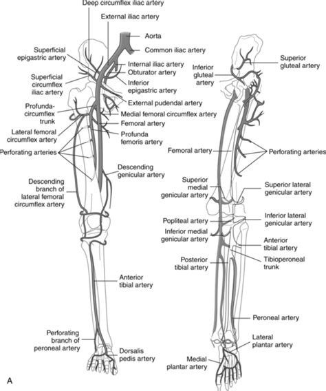 Peripheral Vascular Procedures | Radiology Key