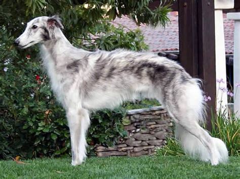 Silken Windhound Dog Breed | UKPets
