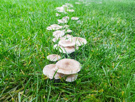 Understanding Garden Mushrooms And How They Benefit Your Plants