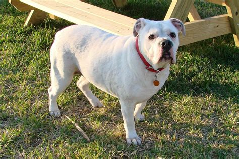 Everything Top Dog White English Bulldog