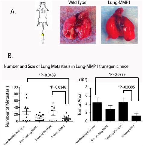 Mmp Expression In The Lung Inhibited Lung Colonization A Tail Vein