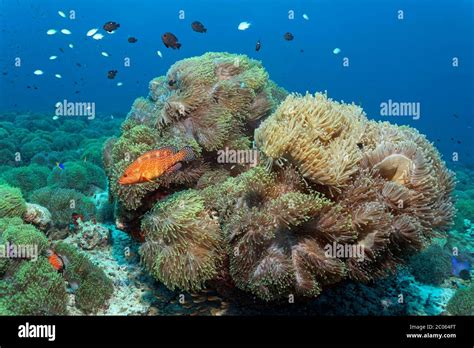 Rote Seeanemone Heteractis Magnifica Fotos Und Bildmaterial In Hoher