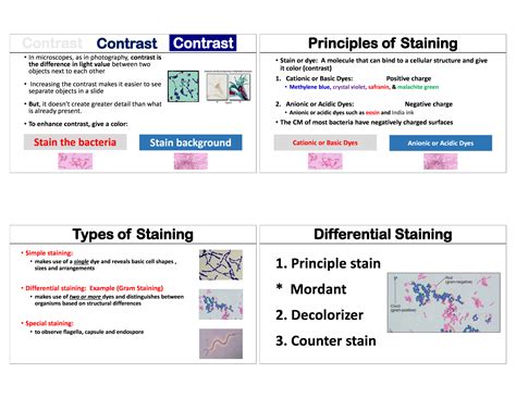 solution staining  principle  types studypool