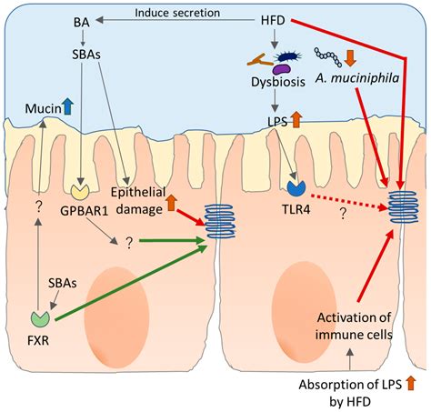 Ijms Free Full Text Leaky Gut Effect Of Dietary Fiber And Fats On Microbiome And Intestinal