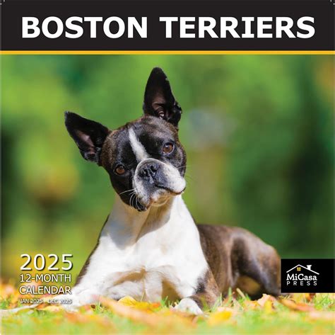 Amazon Micasa Boston Terriers Hangable Monthly Wall Calendar