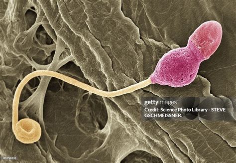 Scanning Electron Microscope Images Cell