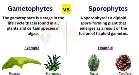 Difference Between Gametophytes And Sporophytes