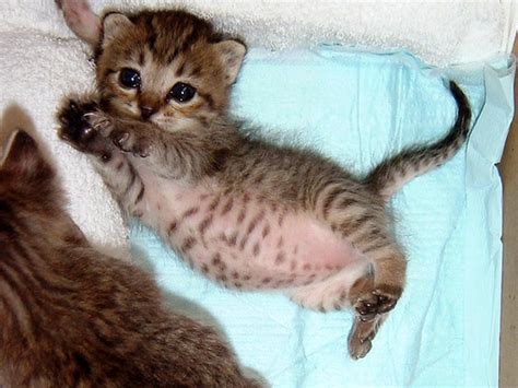 Gay Cats On Twitter 1105195406963