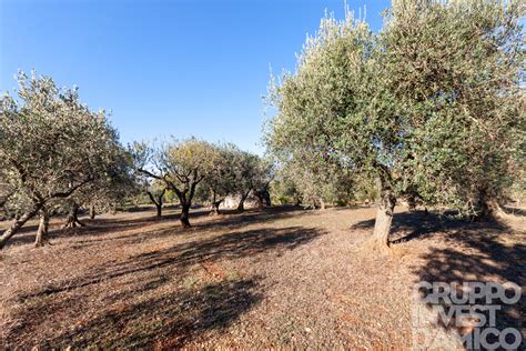 Vendita Terreno Contrada Cerasulo Casalini Brindisi Agenzia