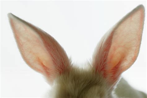 Close Up Of Rabbit Ears Digital Art By Cadalpe Fine Art America