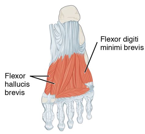 Muscles Of The Foot Intrinsic Function Geeky Medics