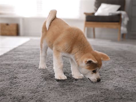 Waarom Ruikt Een Hond Ontdek De Redenen Hier